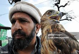 138 Eagle Carrying Man Stock Photos, High-Res Pictures, and Images