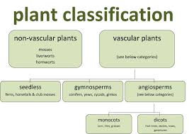 Botany Classification Of Plants Classification Of