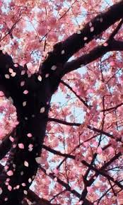 Free Download Cherry Blossom Tree Iphone Wallpaper View Bigger Cherry Blossom 307x512 For Your Desktop Mobile Tablet Explore 46 Cherry Blossom Wallpaper For Iphone Japanese Cherry Blossom Wallpapers Japanese Iphone background cherry blossom is the best high definition iphone wallpaper in 2021. cherry blossom tree iphone wallpaper