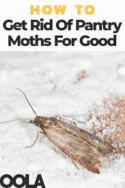 Each pantry moth trap will offers. How To Get Rid Of Pantry Moths For Good Pantry Moths Moth Pantry Bugs