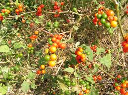 Image result for Solanum anguivi