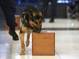 The handler just thinks the dog is being interested in food. cooper has dozens of tips. Packing Edibles Careful Cannabis Sniffing Dogs Might Be Able To Suss Out That Stash The Growthop