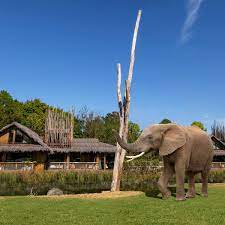 Then explore the west midlands safari park where the fast, tall and rare animals roam. Inside The West Midland Safari Park Lodges Where You Wake Up To Real Elephants Coventrylive