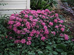 Jacobinia Carnea Plants Plant Identification App Perennial Plants