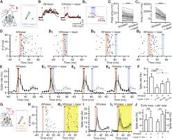 Please note that the fields shown on this interface are a subset of the era 40 dataset. Temporal Sharpening Of Sensory Responses By Layer V In The Mouse Primary Somatosensory Cortex Sciencedirect