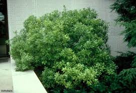 Northern Bayberry Myrica Pensylvanica Hgtv Gardens Garden Front Of House Plants Planting Flowers