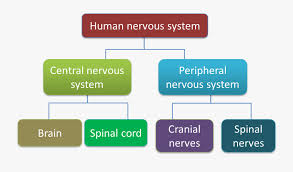 Chart Showing The Classification Of Human Nervous System