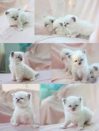 Birman Kittens For Sale Nsw Little Ragdolls Cats Beautiful Cats Cute Animals