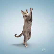 yoga cats yoga katze katzen susse katzen
