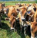 Resultado de imagen para "jairo faria" paraguay