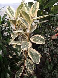 Plantfiles Pictures Rubber Tree Variegata Ficus Elastica By Palmbob Rubber Tree Plant Ficus Rubber Tree