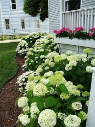 Maybe you would like to learn more about one of these? My Favorite Annabelle Hydrangea Perfect For Our Michigan Weather Front Yard Landscaping Design Simple Front Yard Landscaping Cheap Landscaping Ideas