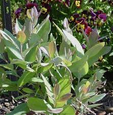 Zenobia Pulverulenta Nobody S Ever Heard Of It And It Is Such A Sweet Evergreen Shrub Evergreen Shrubs Native Plants Plants