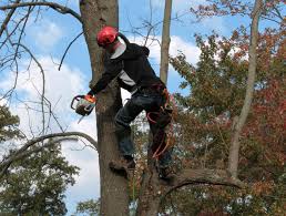 Les arbres et les haies ne doivent pas empêcher de marcher sur un trottoir ou constituer un danger pour la circulation. Ai Je Le Droit De Couper Les Branches De L Arbre Du Voisin Qui Depassent Sans Son Avis