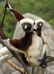 Sifakas Are A Genus Of Lemur From The Family Indriidae Within The Order Primates Their Name Of The Family Is An Ono Animals Beautiful Animals Wild Zoo Animals