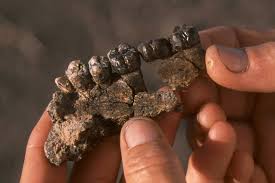 2 days ago · google doodle marked the 1984 discovery of the turkana human, the most complete early human skeleton ever found, on sunday. Ancient Glycans May Help Trace Human Evolution Turkana Basin Institute