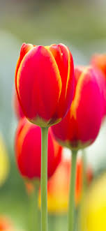 red tulip flowers macro photography