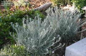 Image result for Helichrysum silvaticum