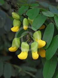 Image result for Calpurnia aurea