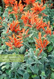 Image result for Justicia protracta