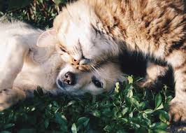 Atlanta pet life magazine's mission is to provide more informative content and an improved product to the pet community of atlanta. Animal Hospital In Atlanta Ga Wieuca Animal Clinic