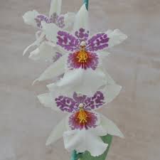 Image result for Blotiella