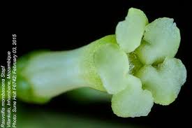 Image result for Rauvolfia mombasiana