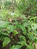 Image result for Acalypha welwitschiana
