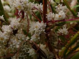 Image result for Cuscuta planiflora