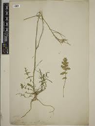 Image result for Erucastrum arabicum