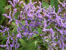 Image result for Limonium vulgare