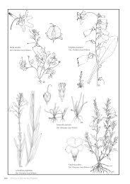 Image result for Kotschya prittwitzii