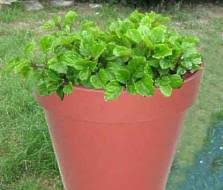 Image result for Plectranthus verticillatus
