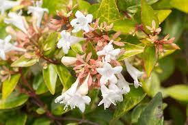 Check spelling or type a new query. Abelia Grandiflora Glossy Abelia