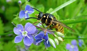 Check spelling or type a new query. How To Get Rid Of Wasps In The Garden 5 Simple And Effective Deterrents Express Co Uk