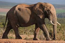 Image result for elephant anatomy