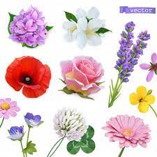 Spring Flowers Lilac Jasmine Oppy Rose Lavender Clover Chamomile 3d Realistic Icon Set Papoilas Vermelhas Flores De Papoula Molduras De Casamento