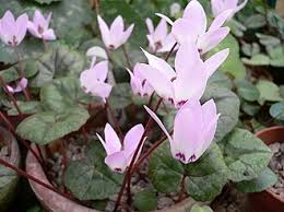 Image result for Cyclamen parviflorum