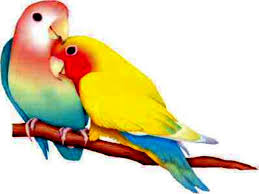 Bird Photos Twins Colorful Birds Colorful Bird Wallpaper Small Bird Wallpaper Parrots Art Cute Birds Bird Wallpaper