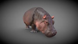 Hippo 3d Model Hippo Hippopotamus 3d Model