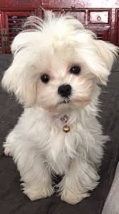 I Want This One Bunny Or Coconut Maltese Teacup Puppies Maltese Maltese Puppy Puppies