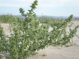 Image result for Salsola kali