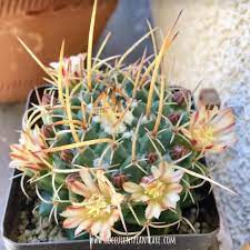 As an owner, you should know when your plant is in distress. Mammillaria Nejapensis Silver Arrows Care And Propagation Succulent Plant Care