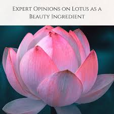 Image result for Lotus discolor