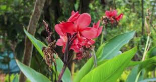Canna Lily Deadheading Tips For Deadheading Canna Lily Plants Canna Lily Landscaping Canna Lily Lily Plants