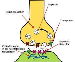 Tanz Der Botenstoffe Scinexx De