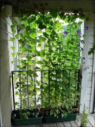 70 Ideas Apartment Balcony Privacy Ideas Outdoor Curtains In 2020 Patio Garden Apartment Patio Gardens Pergola Patio