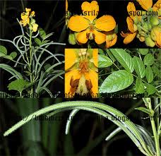 Image result for Senna hirsuta