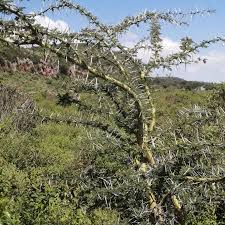 Image result for Acacia kirkii