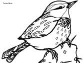 How to draw a blue wren. Wren Coloring Pages